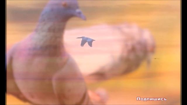 К чему снится ПТИЦА | СОННИК смотреть онлайн