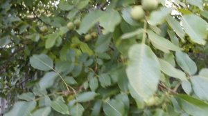 СУШИЛКА ДЛЯ ФРУКТОВ своими руками. Орехи, сухофрукты. Жизнь в селе 2020.