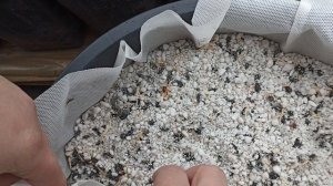 посадка семечек яблони для выращивания подвоя в горшках