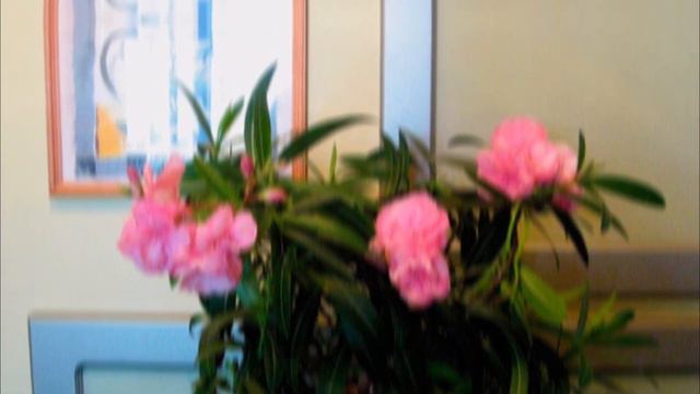 🌷ҮЙДЕ ҰСТАУҒА БОЛМАЙТЫҢ 5 УЛЫ ГҮЛ | #гүл #қазақша #өсімдік #гул смотреть онлайн