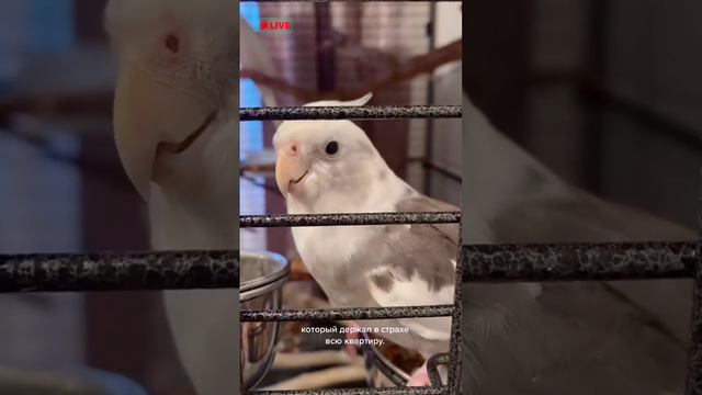 #birds #cockatiel #parrot #calopsita #корелла #попугай #животные #смешныеживотные