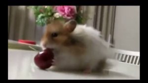 домашние животные