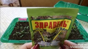 Рассада Вытянулась... Что делать? Выход есть!