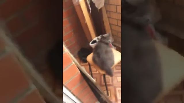 Шотландская прямоухая и вислоухая кошка скротишь Страйк смотреть онлайн