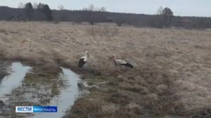 На границе Первомайского и Пошехонского районов жителям удалось снять пару белых аистов