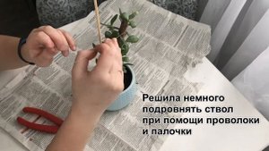 Избавляемся от вытянувшегося денежного дерева (крассула, толстянка). Из неваляшки в красотку.
