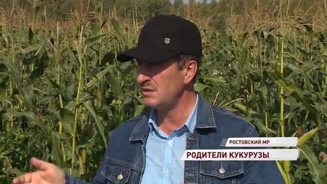 В Ростовском районе отпраздновали день кукурузы: какой урожай ждать этой осенью смотреть онлайн