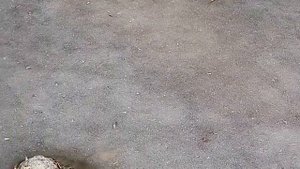 Крокодилы в США вмёрзли в лёд, аномальная зима 2018 что дальше?