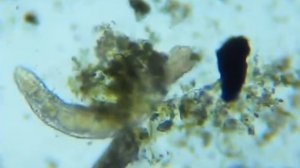 Отвратительное зрелище - Вода из крана под микроскопом ?