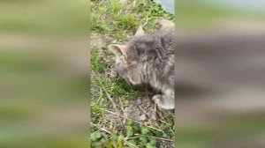 Кот ловит мышь