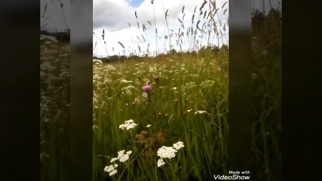 МОЯ НОВОСТЬ: ЛЕТО ☀ ГОРОД  ЛУГА: ОЗДОРОВИТЕЛЬНОЕ ПУТЕШЕСТВИЕ ☀? ☀