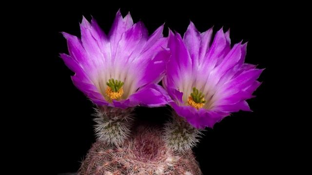Time Lapse Echinocereus rigidissimus, USA, Arizona, Parker Lake смотреть онлайн