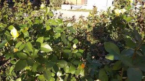 Погода в октябре в Краснодаре. В Краснодар вернулось лето. Переезд в Краснодар.