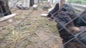 Австралорп чёрный -мясояичная порода курей. Australorp black is a meat-egg breed of chickens.