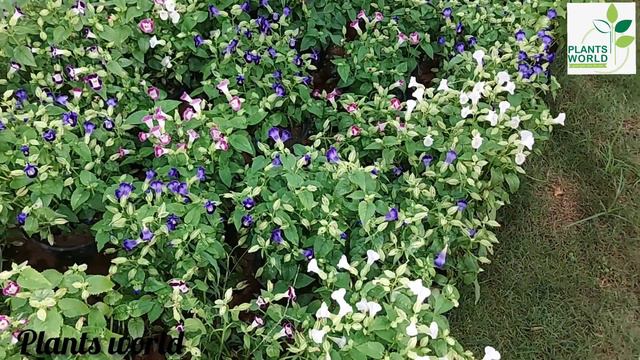 Torenia plant care | കാക്കപ്പൂ എങ്ങനെ വളർത്താം