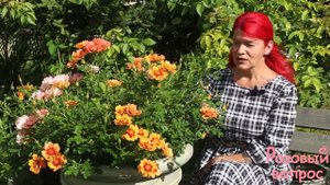Роза Флэйм Бэбилон Айз Первое цветение