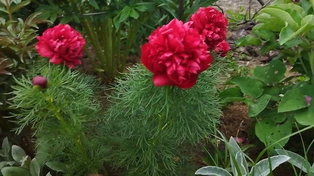 Півонія тонколиста махрова Рубра Воронець махровий peony tenuifolia rubra plena 2022