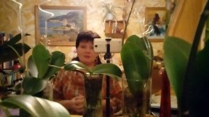 Орхидея. SOS! Белая плесень на корнях!