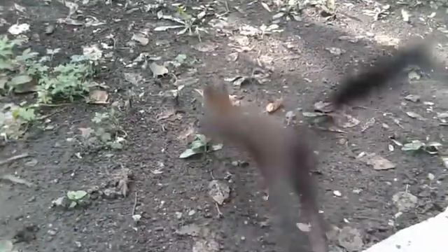 Белка в парке. смотреть онлайн