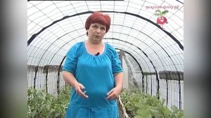 Соседство баклажан в теплице. Урожайные грядки.