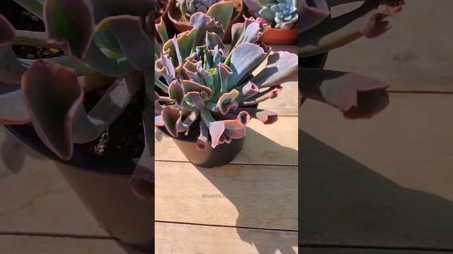 ? Echeveria "Trumpet Pinky", un espectacular híbrido entre Echeveria Shaviana y Echeveria cante