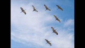 Белые астры