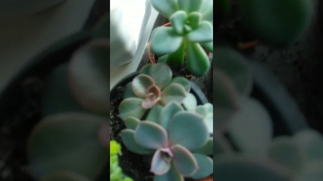 Эхеверия Шавиана #succulents #суккуленты #эхеверия смотреть онлайн