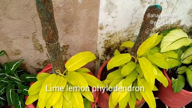 सुंदर पौधा,उगाने में आसानPhilodendron Plant ||Varieties Of Philodendron || Xanadu Plant Care