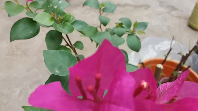 Tremendous flower and buds of bougainvillea in small pot. смотреть онлайн