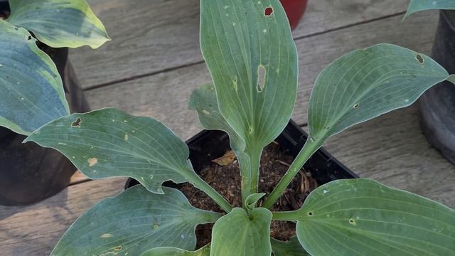 Моя коллекция голубых хост - Обзор в июне 2022 года. смотреть онлайн