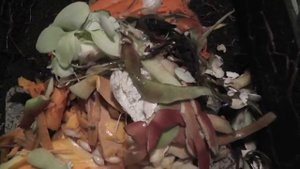 Вермикомпостер Worm Cafe на даче (как оказалось не полная версия)