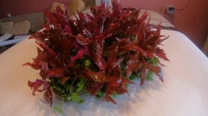 Девять вабикус. Первый урожай из меристемы.