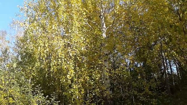 Осень в лесу. Новокузнецкий район.