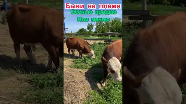 3 быка герефорда на племя