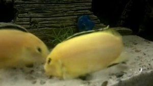 Цихлиды елоу дерутся