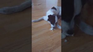 собака ест яйцо