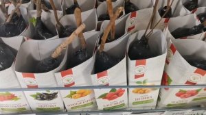 ??РОЗЫ из Светофора и Пятерочки Что с ними делать после покупки Как сохранить до посадки