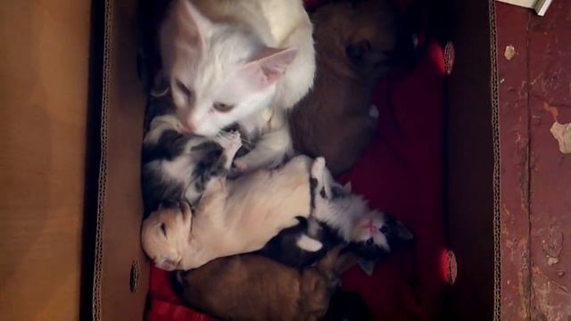 У кошки родились щенки и котята. The cat was born pupets and kittens. смотреть онлайн