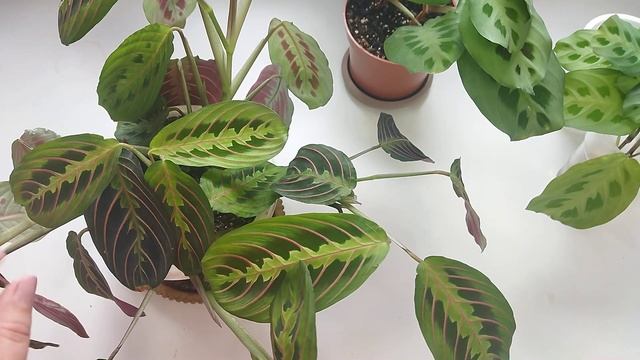 Комнатные растения/ Маранты / Уход и размножение смотреть онлайн