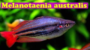Южная меланотения - Melanotaenia australis