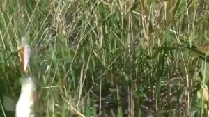 ZipBaits Rigge 35 копия сделал рыбалку