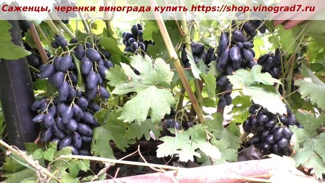 24 июля и практически готов виноград Ромбик- ультраранний, сегодня срезали к столу его- вкусненько!