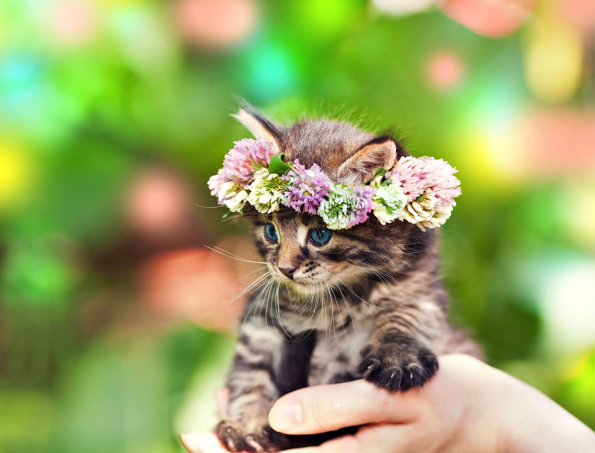 Фото милых котиков на аву для девочки