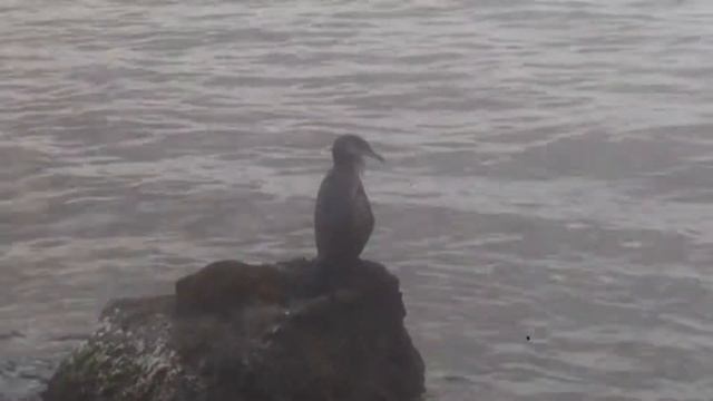 44 Поездки по Приморью! Партизанский район. с.Волчанец море птичка Баклан смотреть онлайн