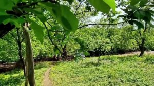 Варенье из Свежей Клубники.Три Знаменитых рецепта  Азербайджанская кухня Деревенская Кухня Рецепты