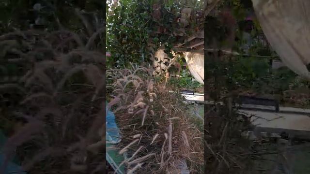 Сад Чудес (Miracle Garden) - это один из крупнейших в мире цветочных парков