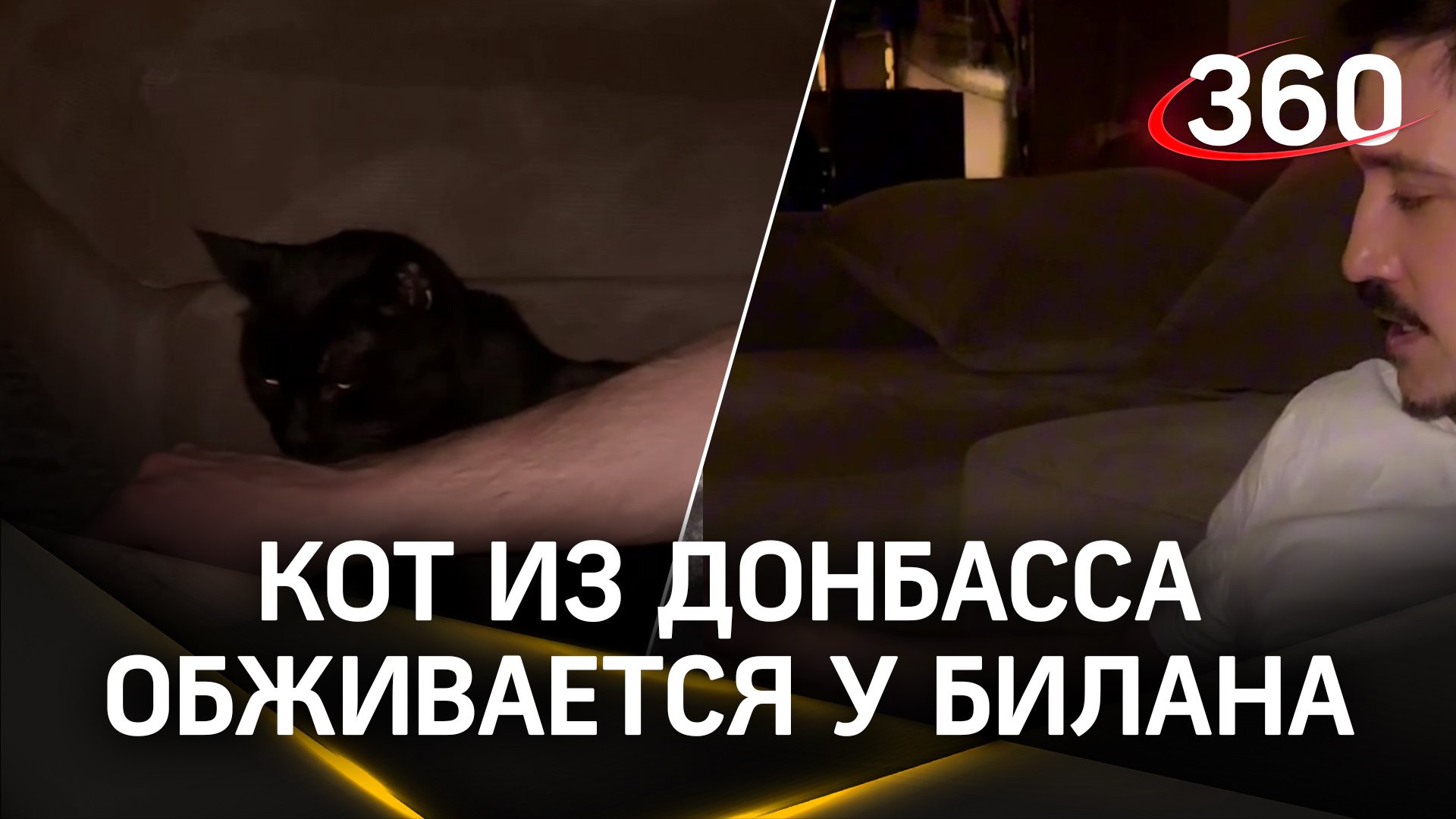 «Я твой номер один» на кошачьем: Дима Билан показал, как устроился в его доме кот из Донбасса