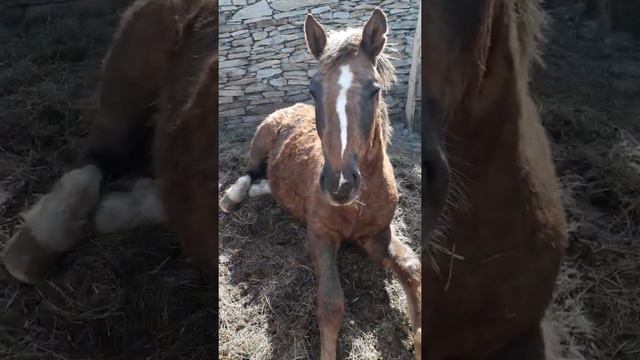 Кобыла башкирской породы смотреть онлайн