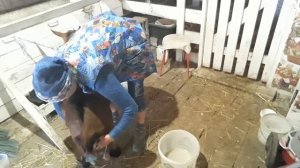 Отёк или Мастит?   Почему Нет Молока?   Как Лечить Козу с Отёчным Выменем?