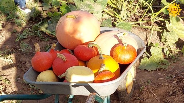 Лучшие сорта тыкв смотреть онлайн